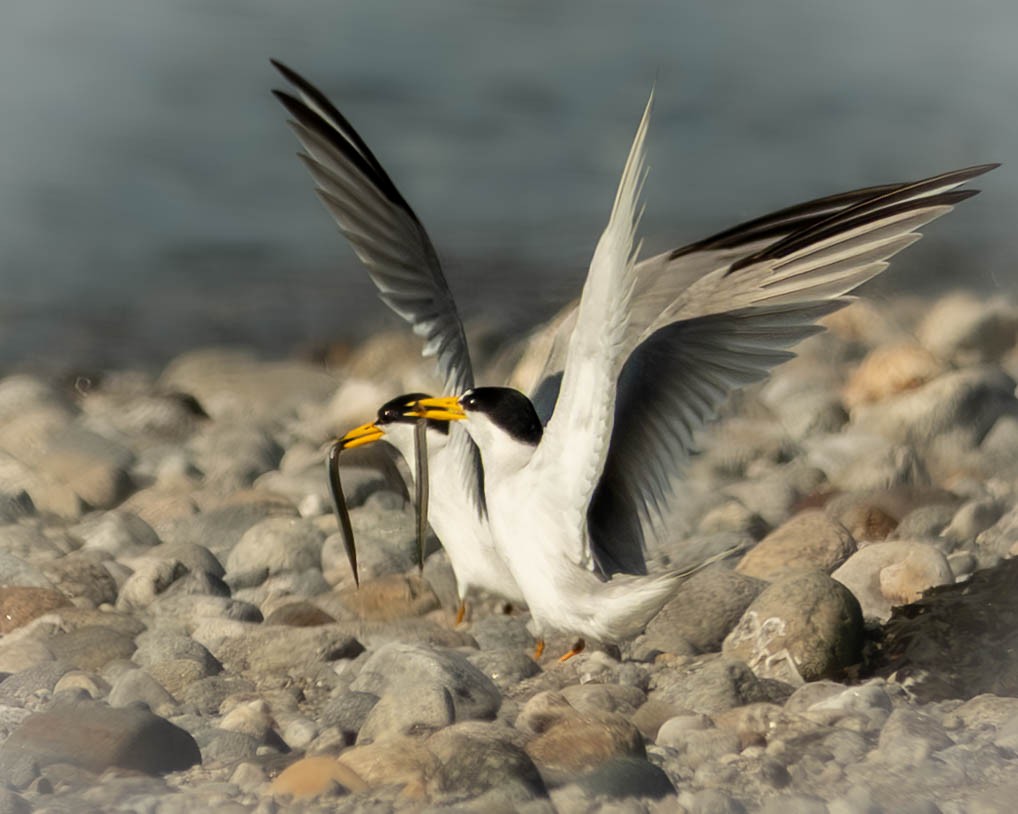 Least Tern - ML638868928