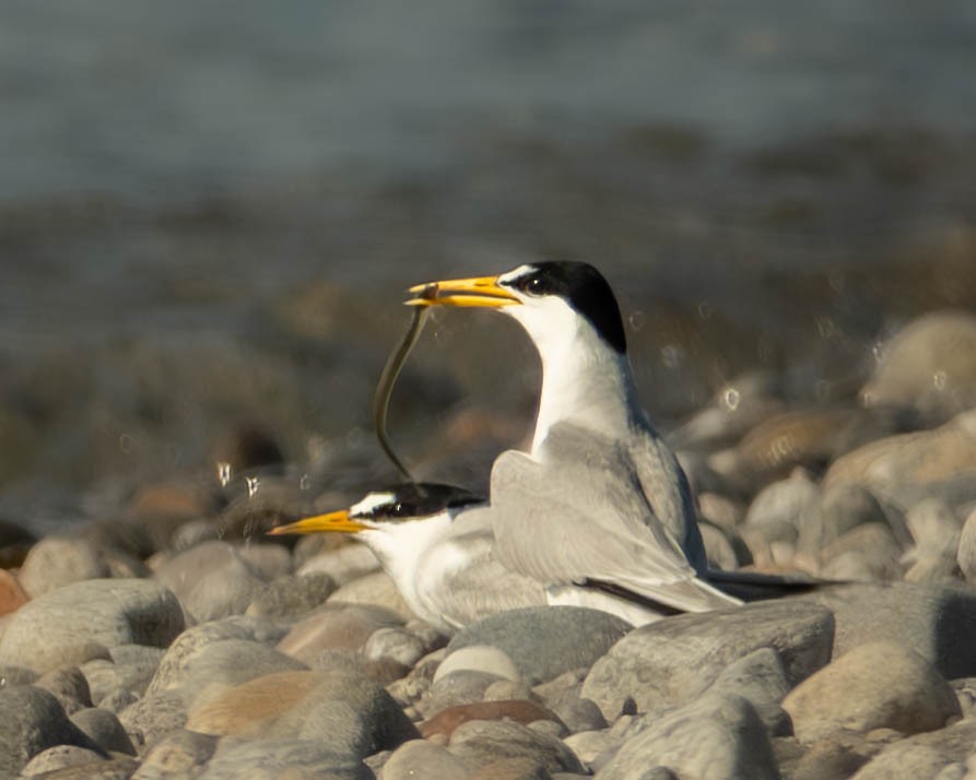Least Tern - ML638868929