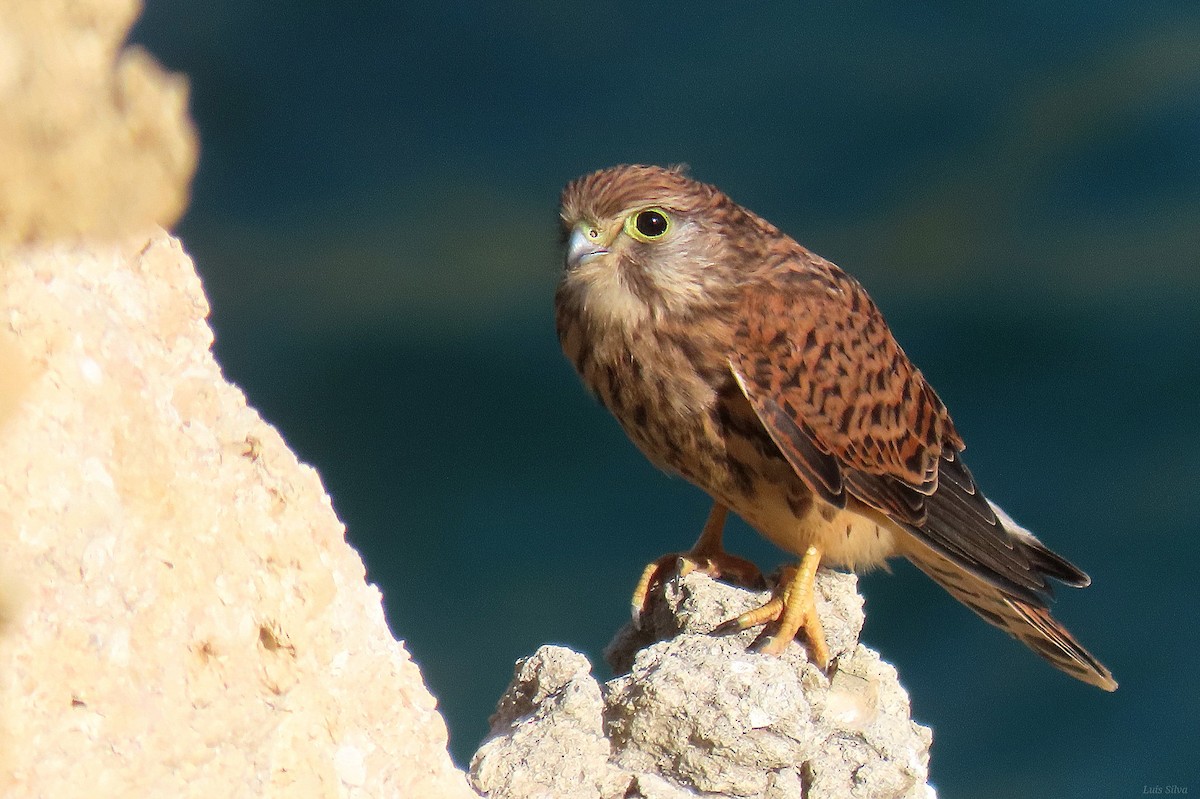 Eurasian Kestrel - ML638868940