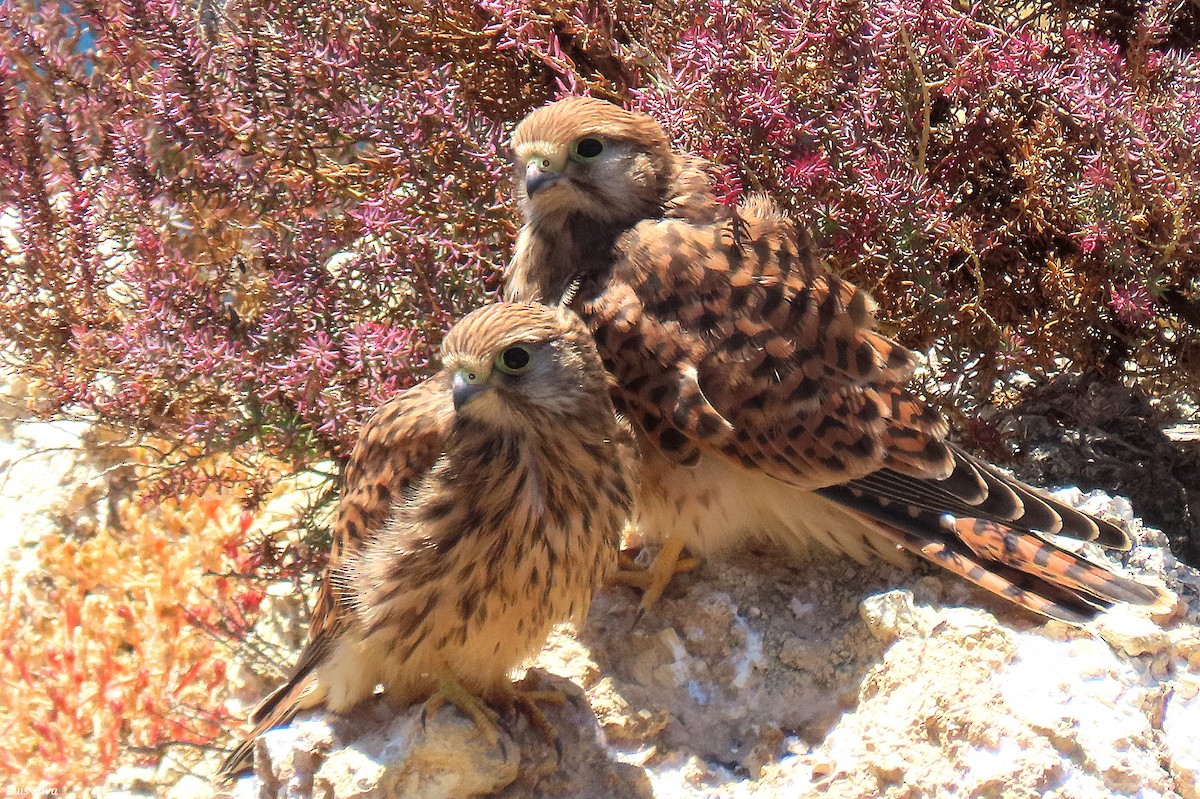 Eurasian Kestrel - ML638868942