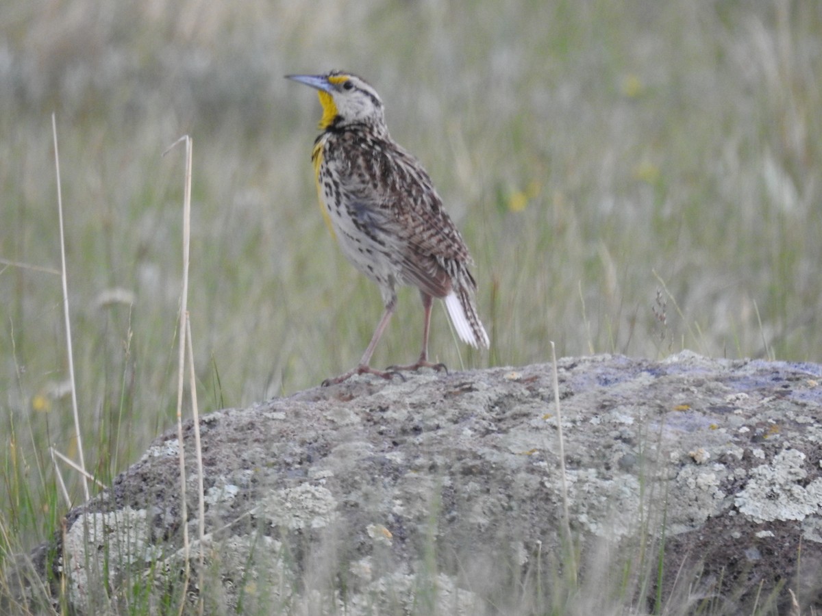 Chihuahuan Meadowlark - ML638868945