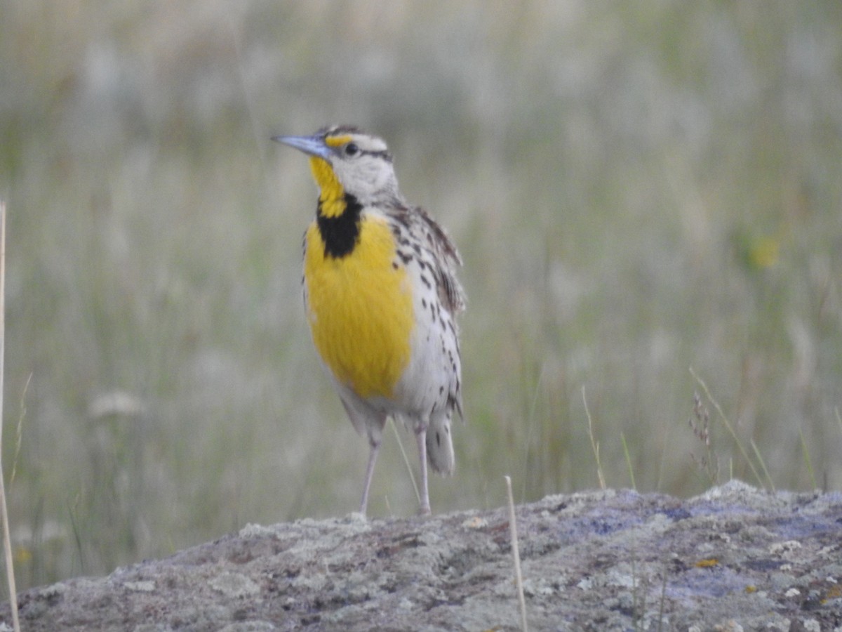 Chihuahuan Meadowlark - ML638868950