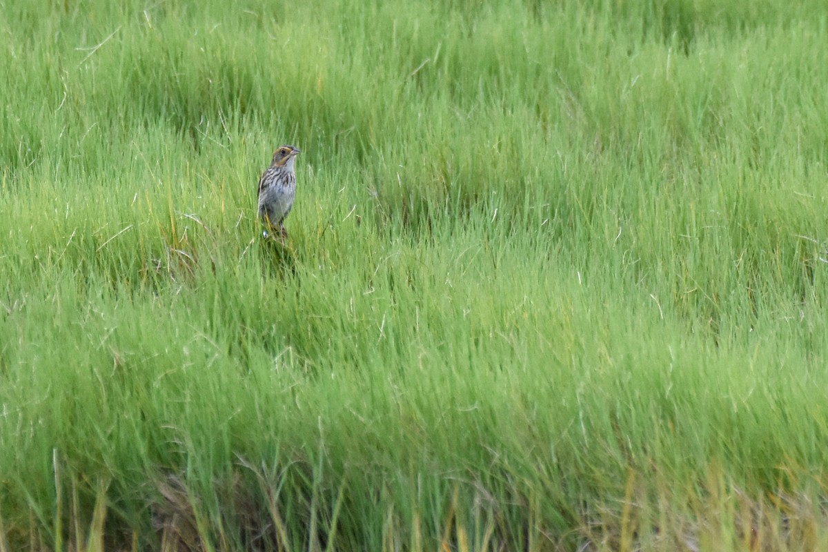 Saltmarsh Sparrow - ML638868952