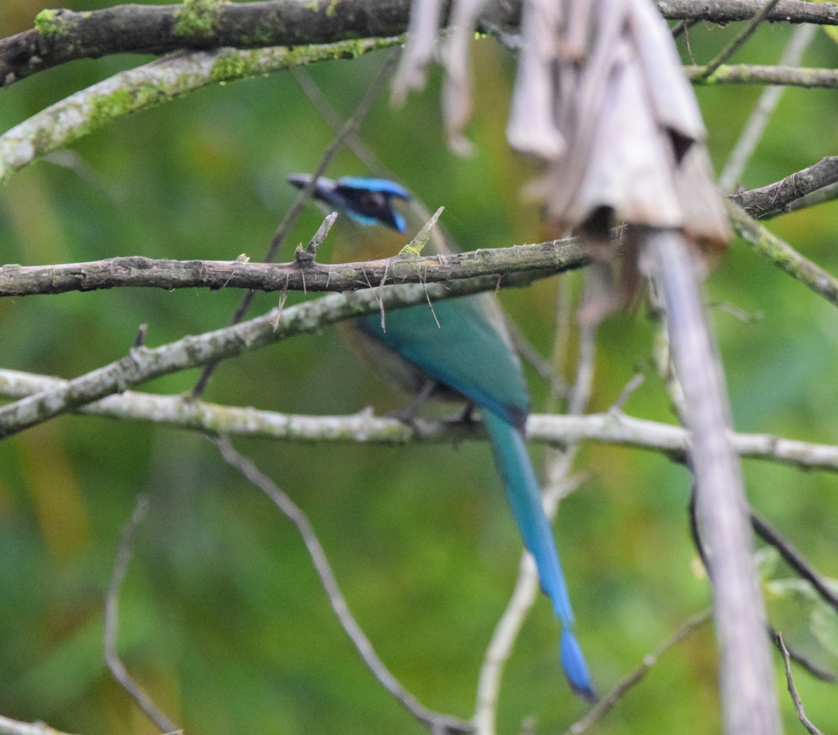 Lesson's Motmot - ML638868956