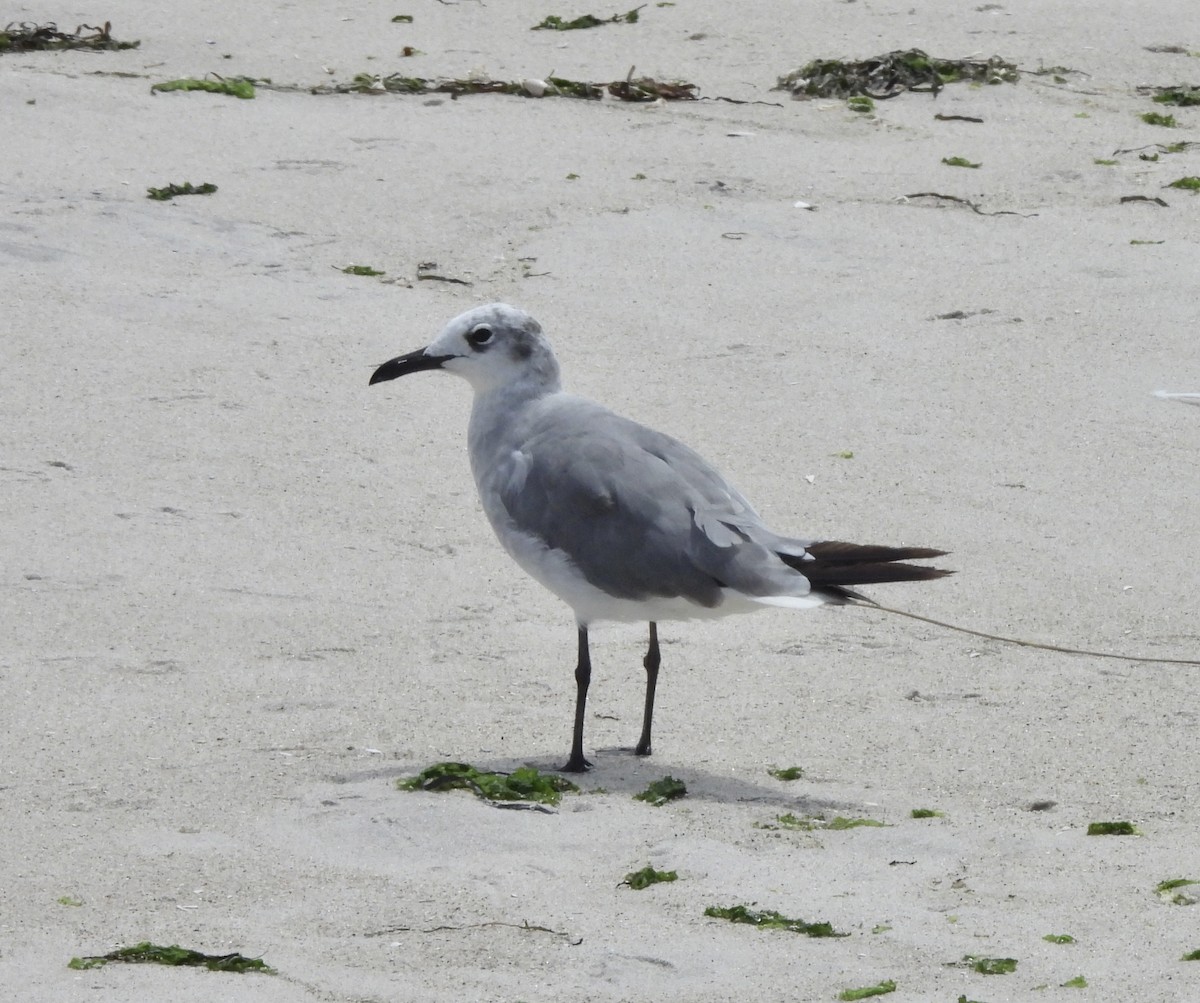Laughing Gull - ML638868991