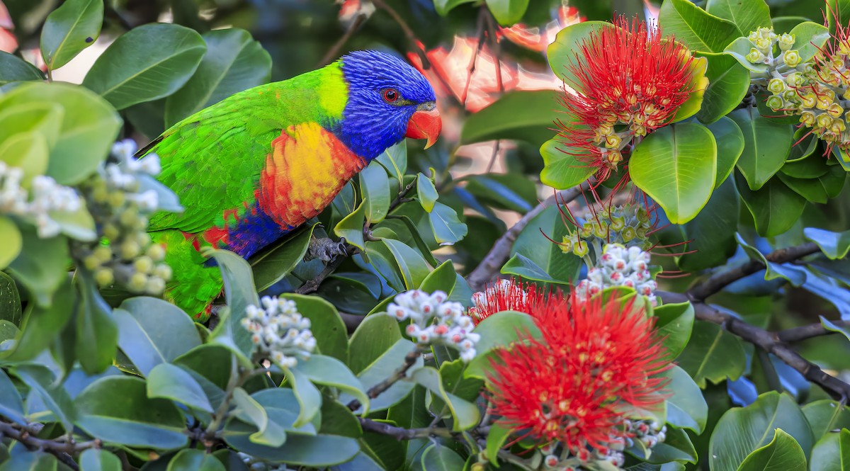Rainbow Lorikeet - ML638868996