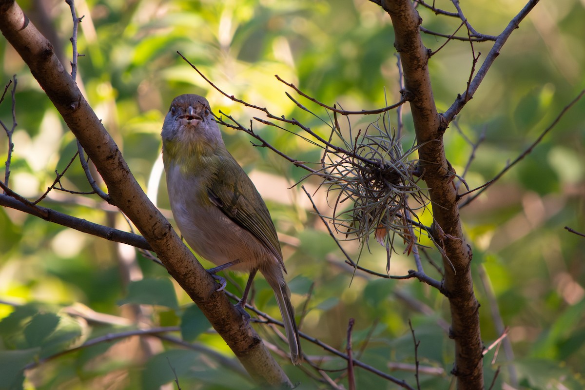 Rufous-browed Peppershrike - ML638869001
