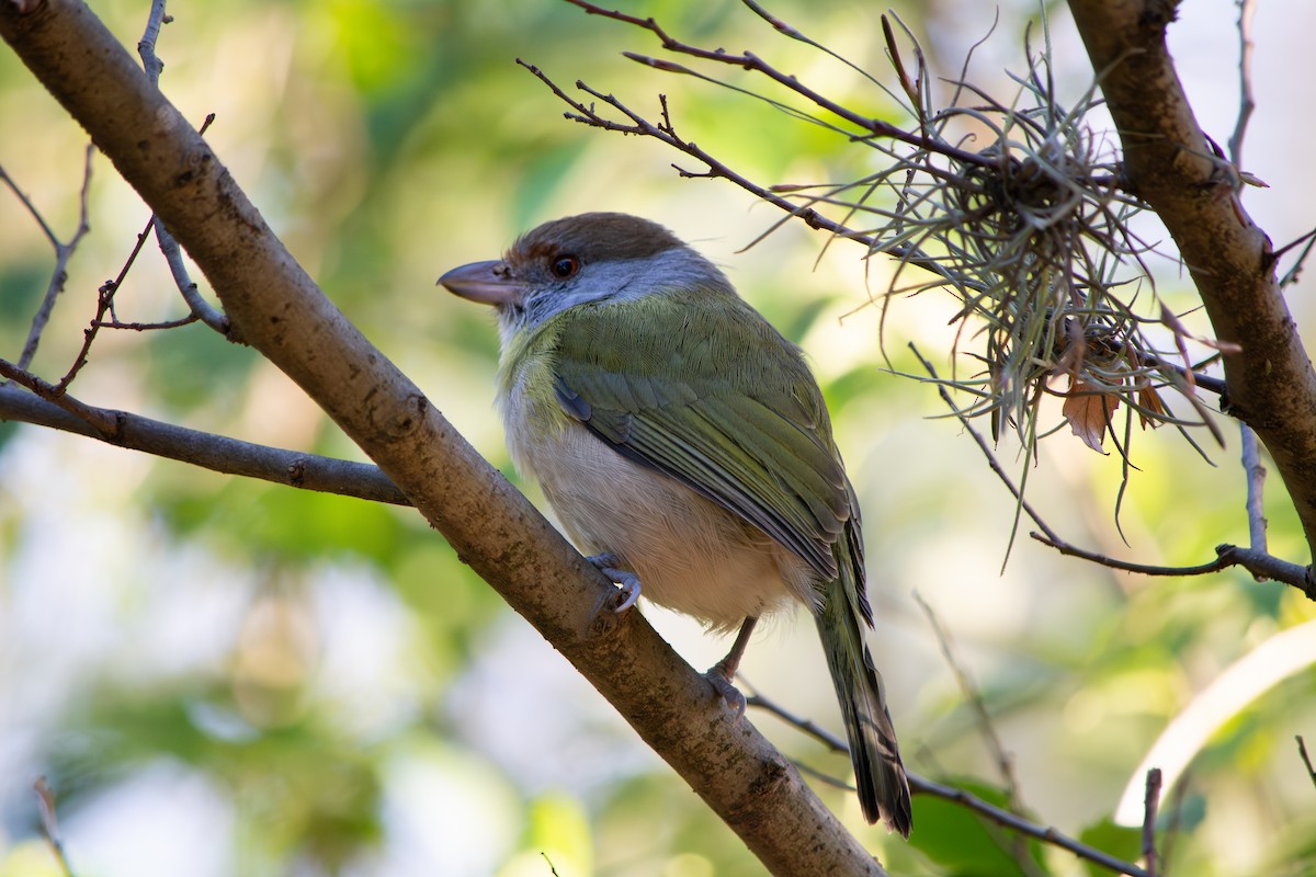 Rufous-browed Peppershrike - ML638869004
