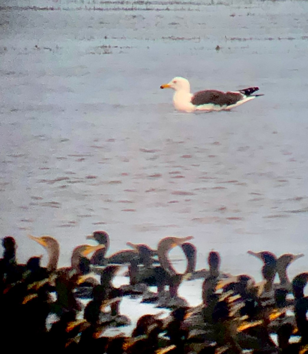 Lesser Black-backed Gull - ML638869010