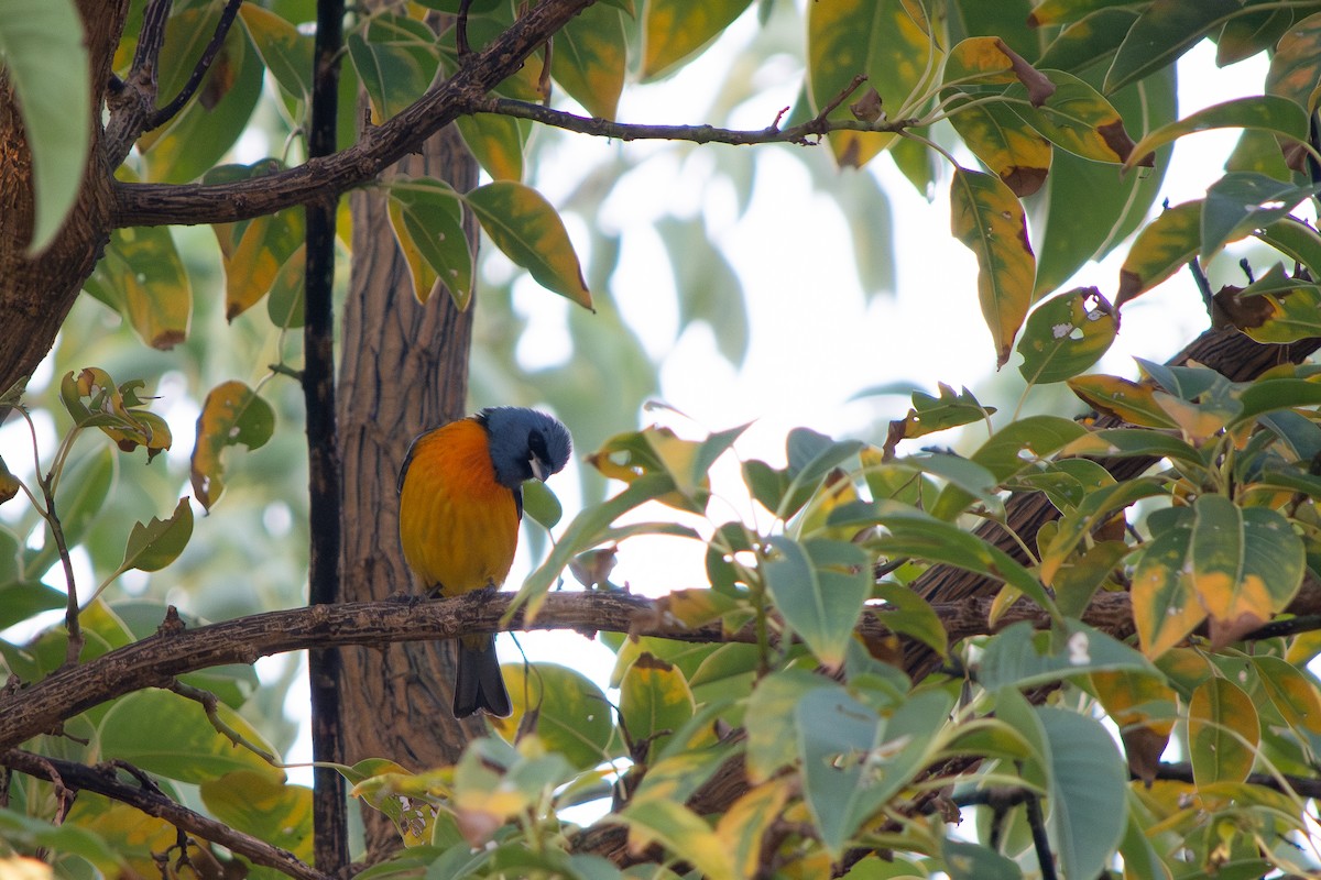 Blue-and-yellow Tanager - ML638869022