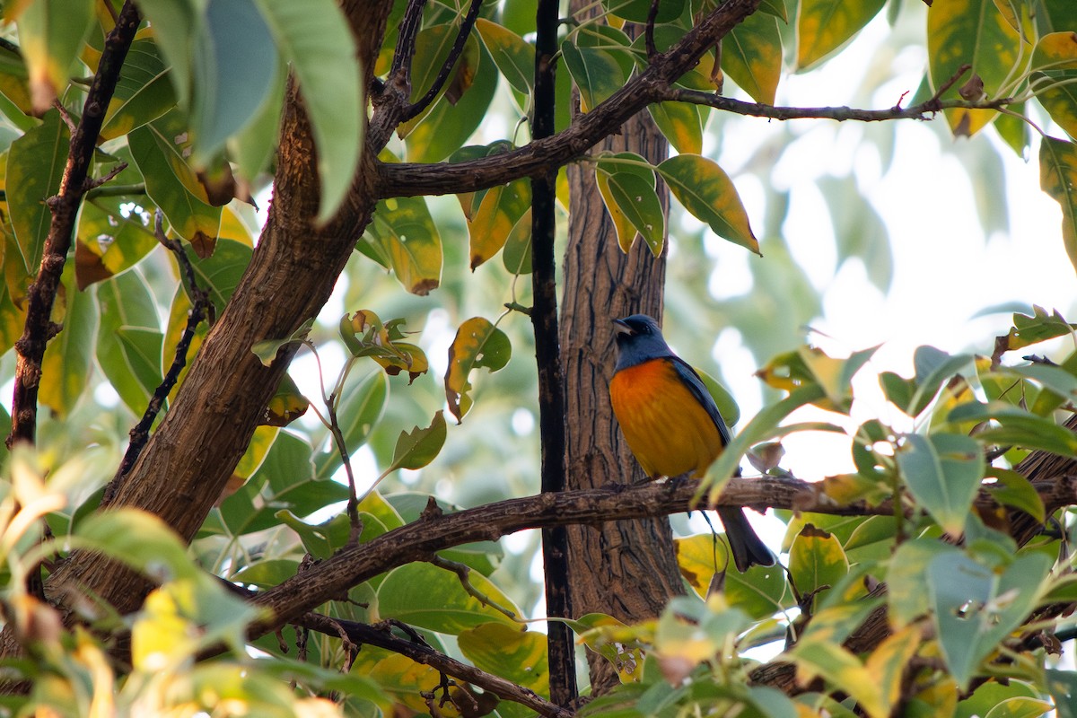 Blue-and-yellow Tanager - ML638869023