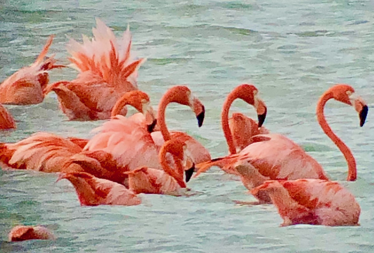 American Flamingo - ML638869024