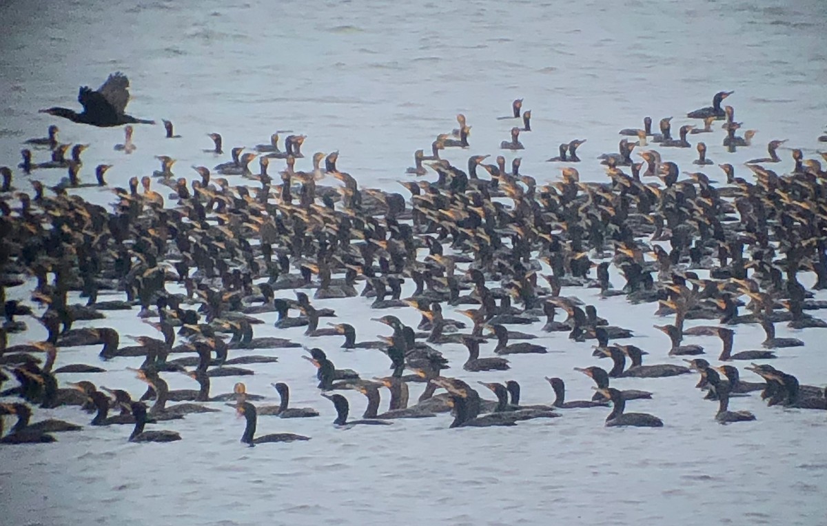 Double-crested Cormorant - ML638869041