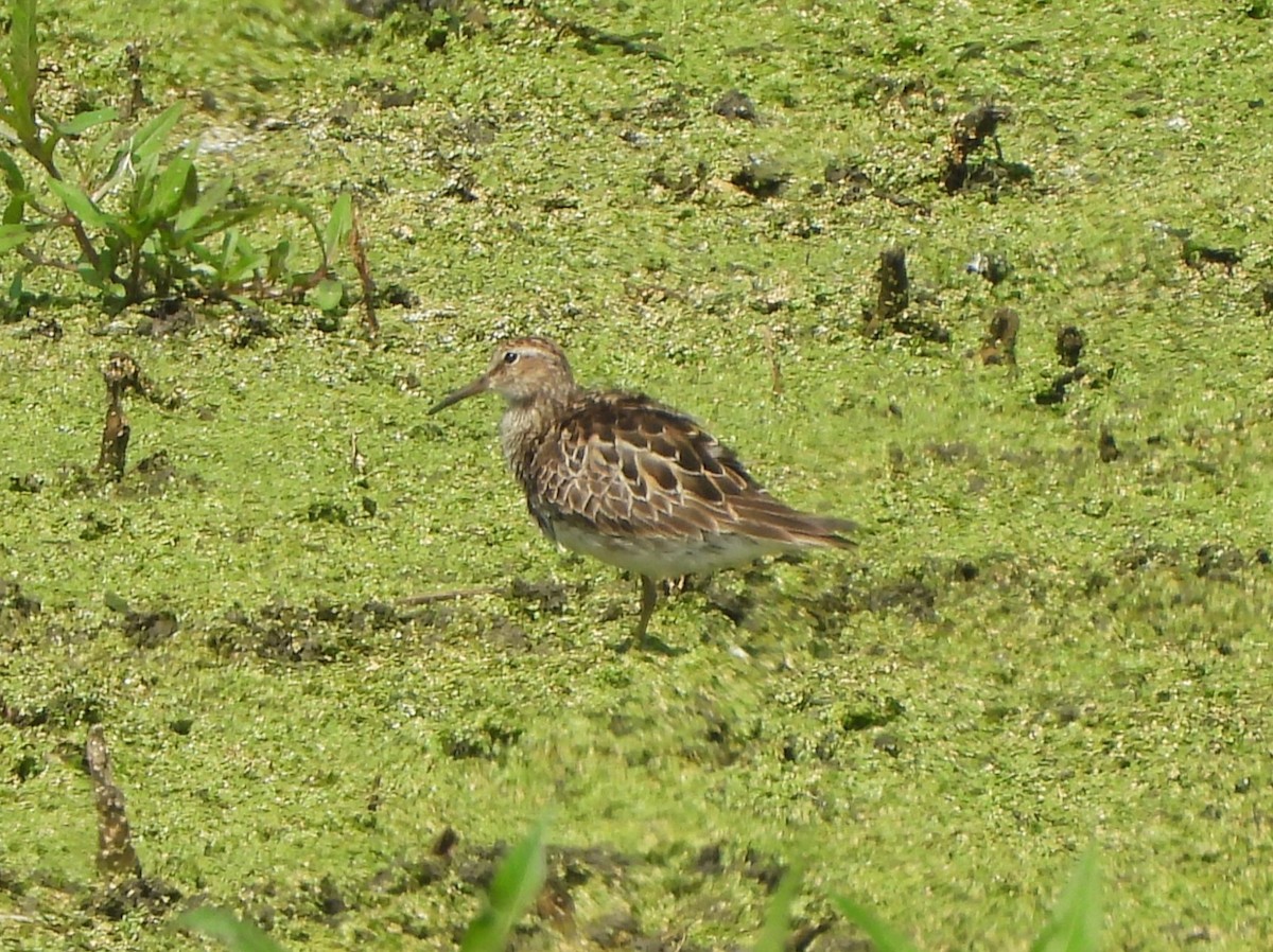 Graubrust-Strandläufer - ML638869047