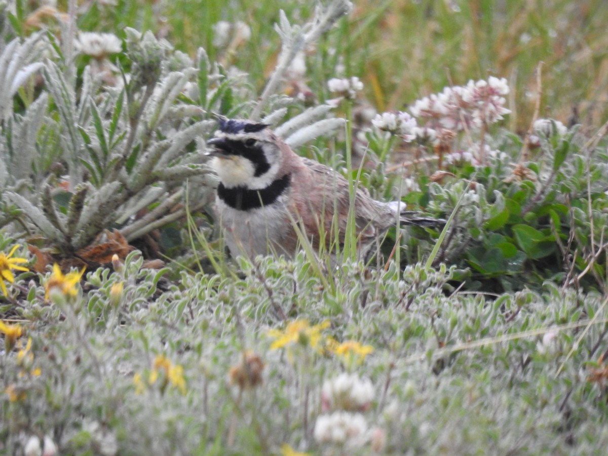 Horned Lark - ML638869049