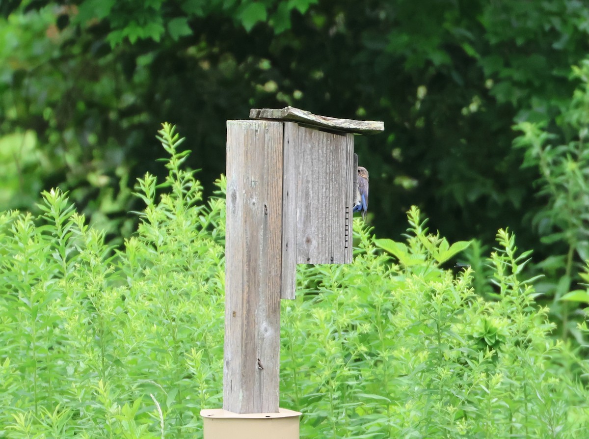 Eastern Bluebird - ML638869075