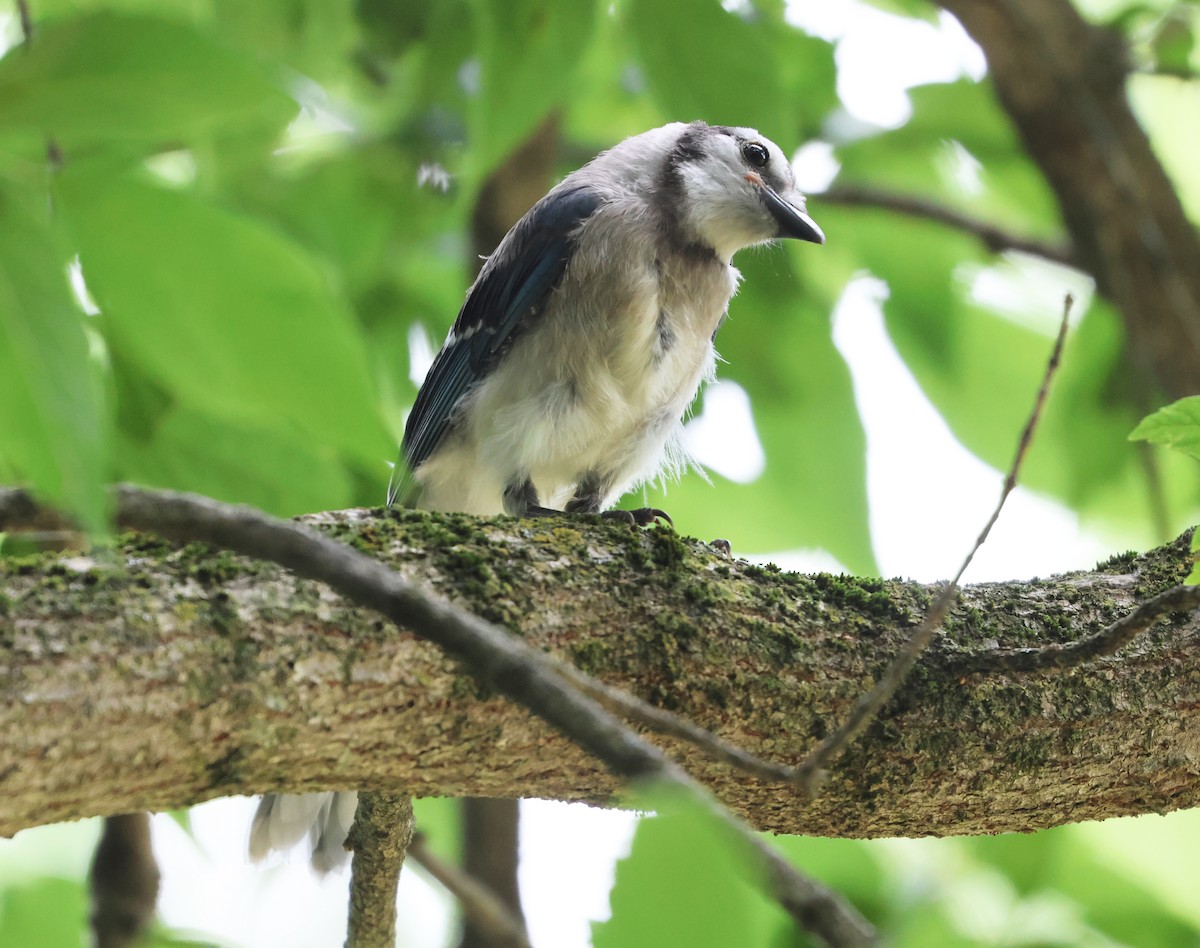 Blue Jay - ML638869092