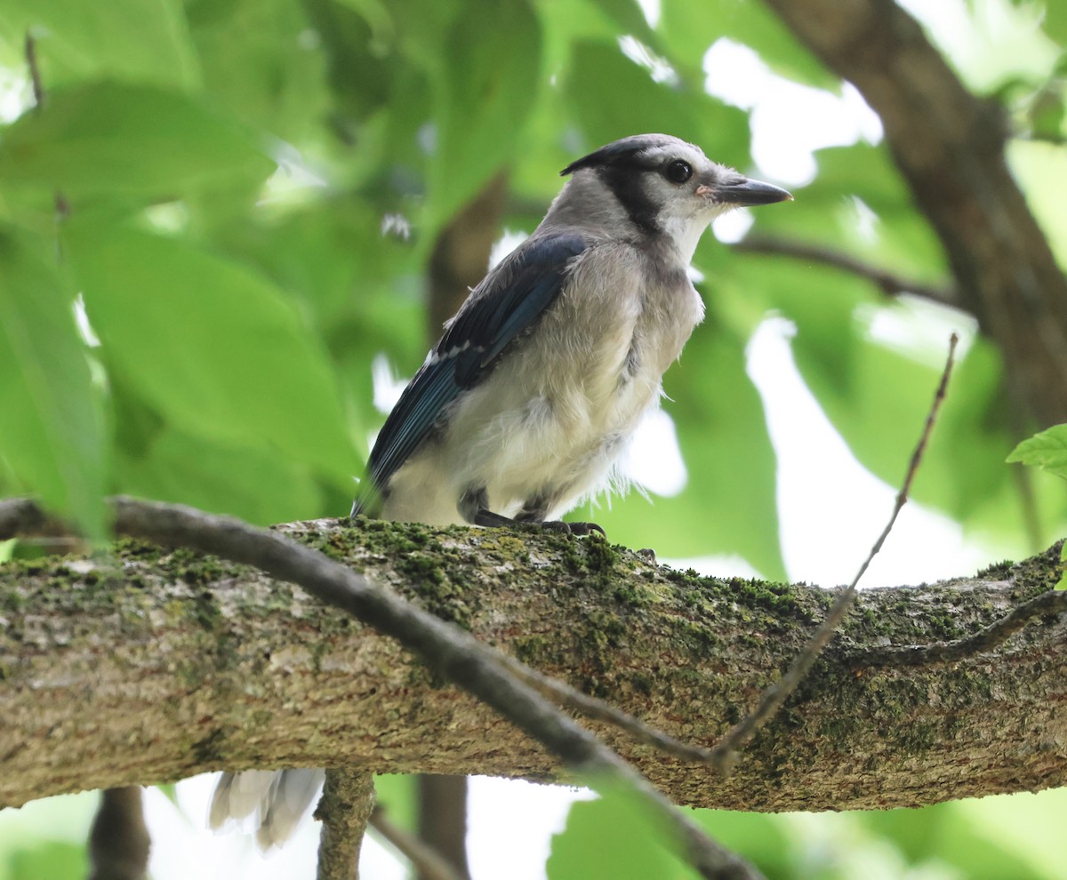 Blue Jay - ML638869093