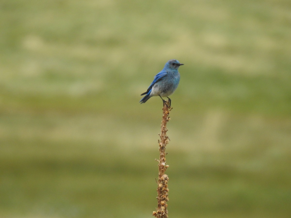 Mountain Bluebird - ML638869162