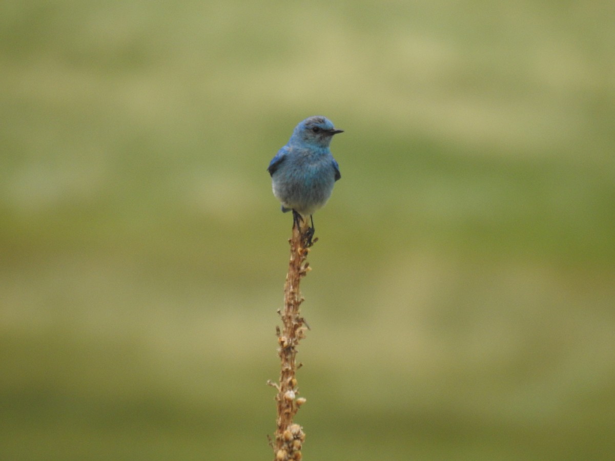 Mountain Bluebird - ML638869166