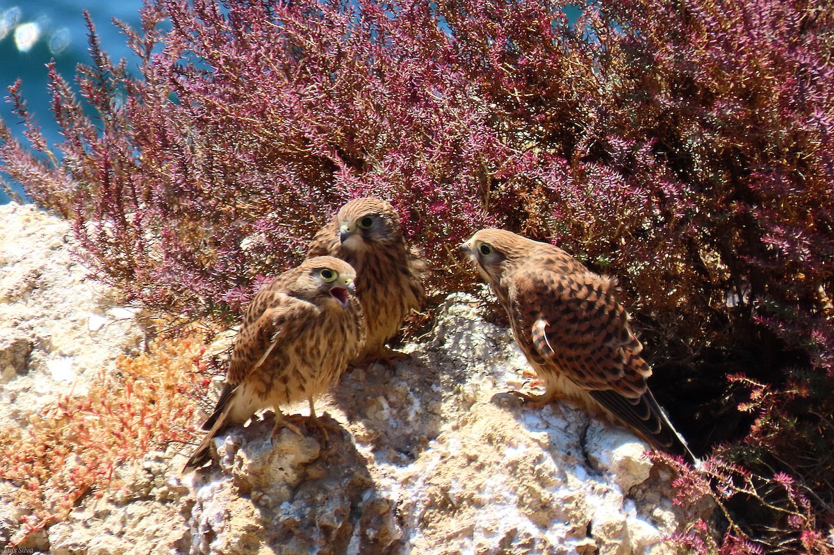Eurasian Kestrel - ML638869179