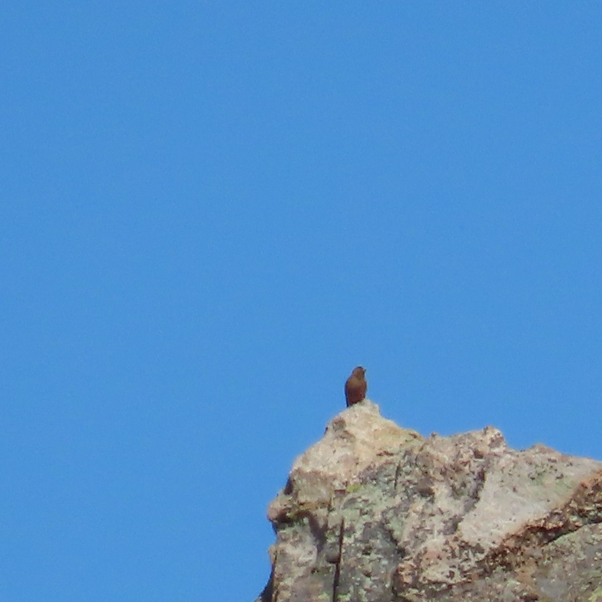 Brown-capped Rosy-Finch - ML638869224