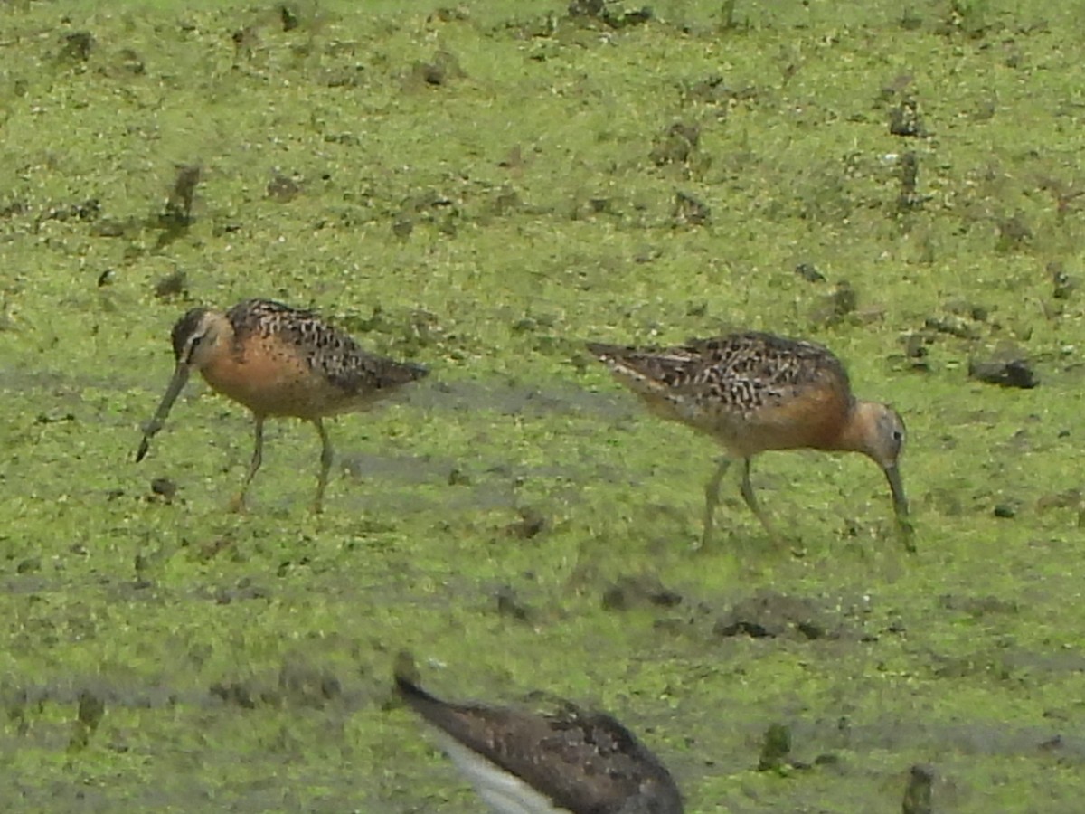 Short-billed Dowitcher - ML638869235
