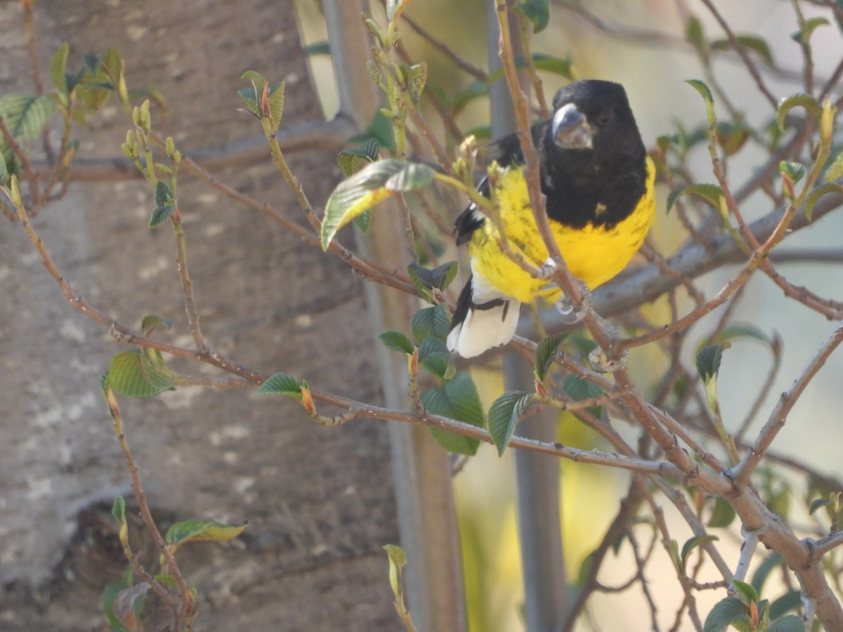 Black-backed Grosbeak - ML638869246