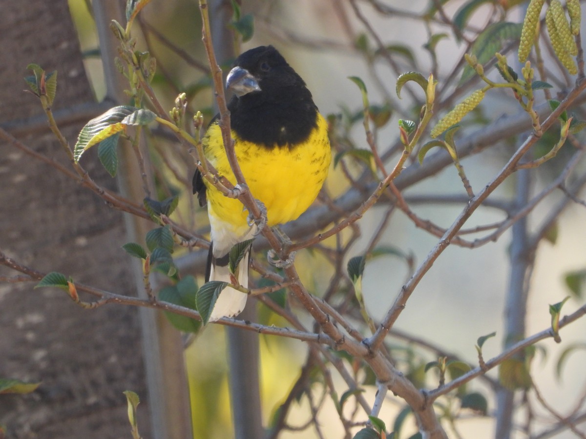 Black-backed Grosbeak - ML638869247