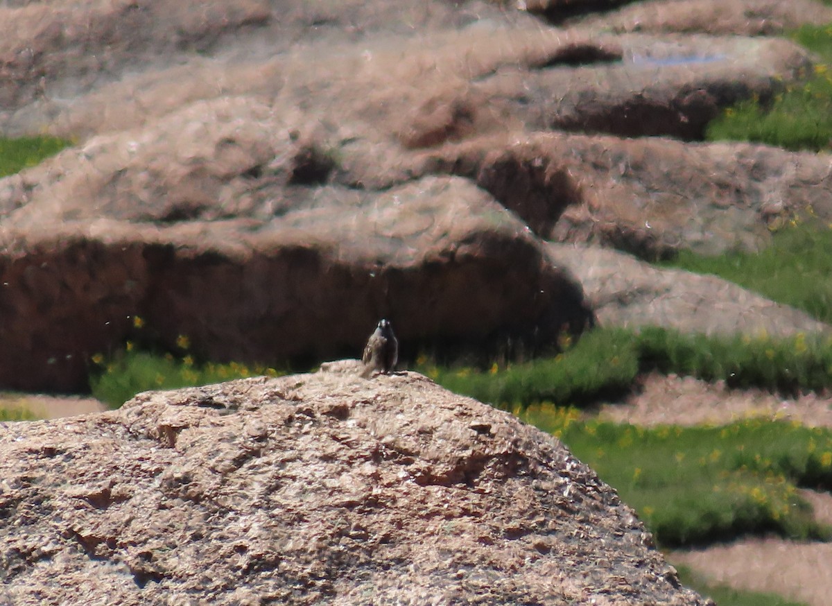 White-crowned Sparrow - ML638869274