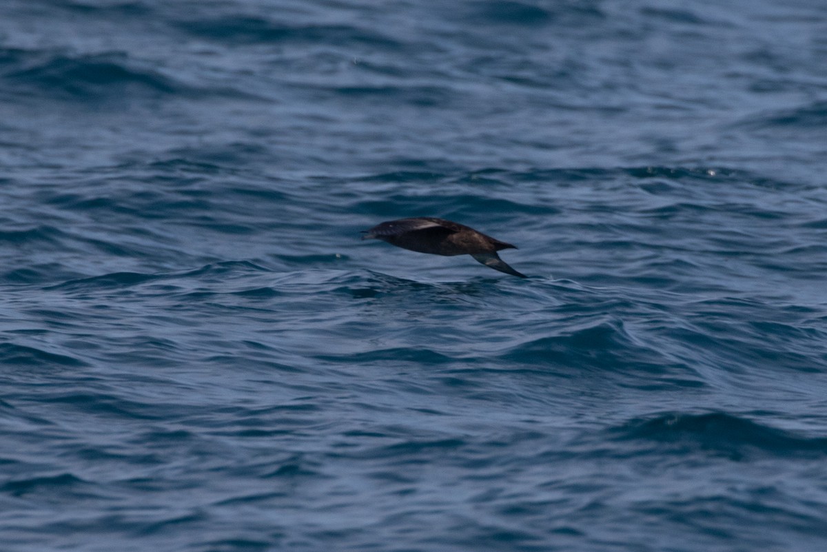 Sooty Shearwater - ML638869295