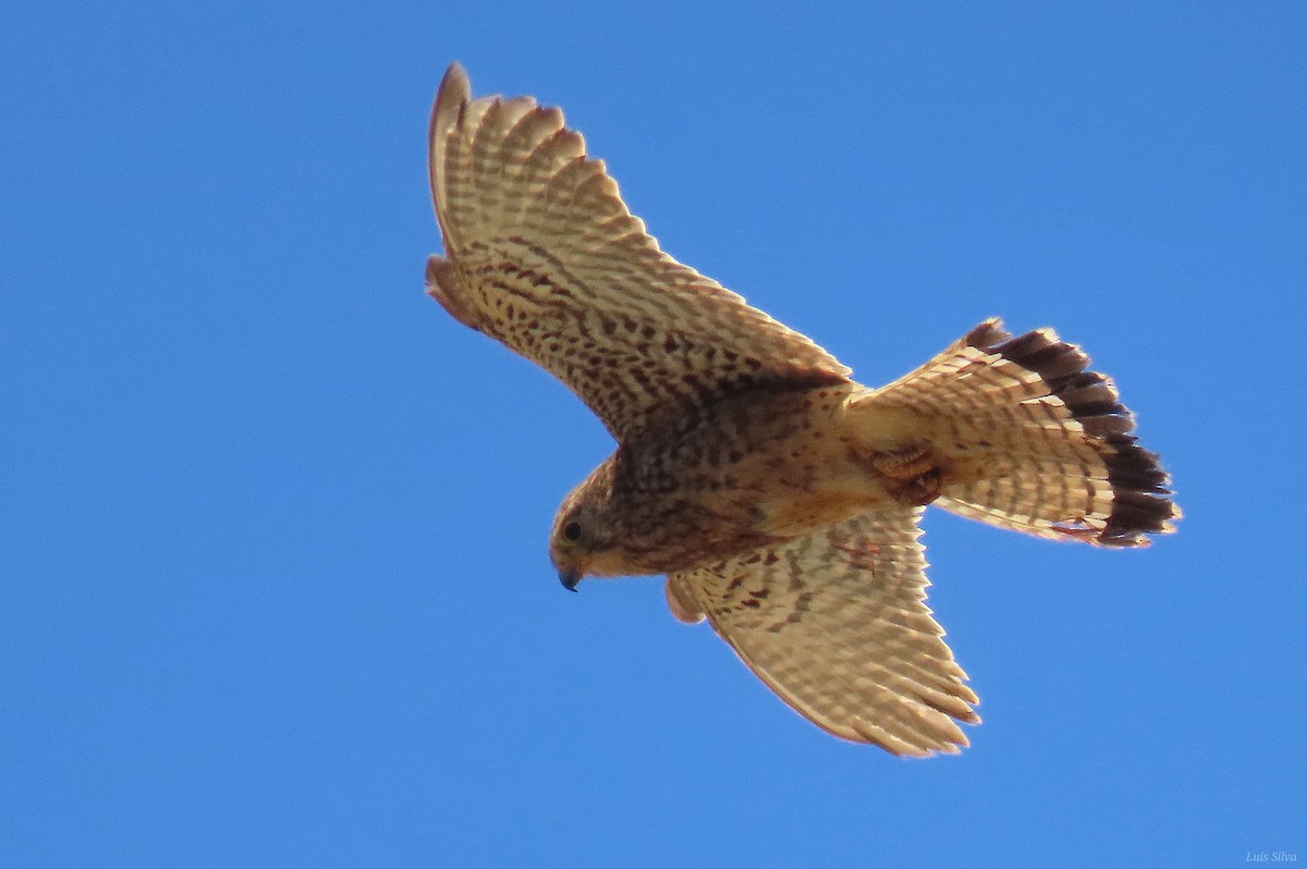 Eurasian Kestrel - ML638869302