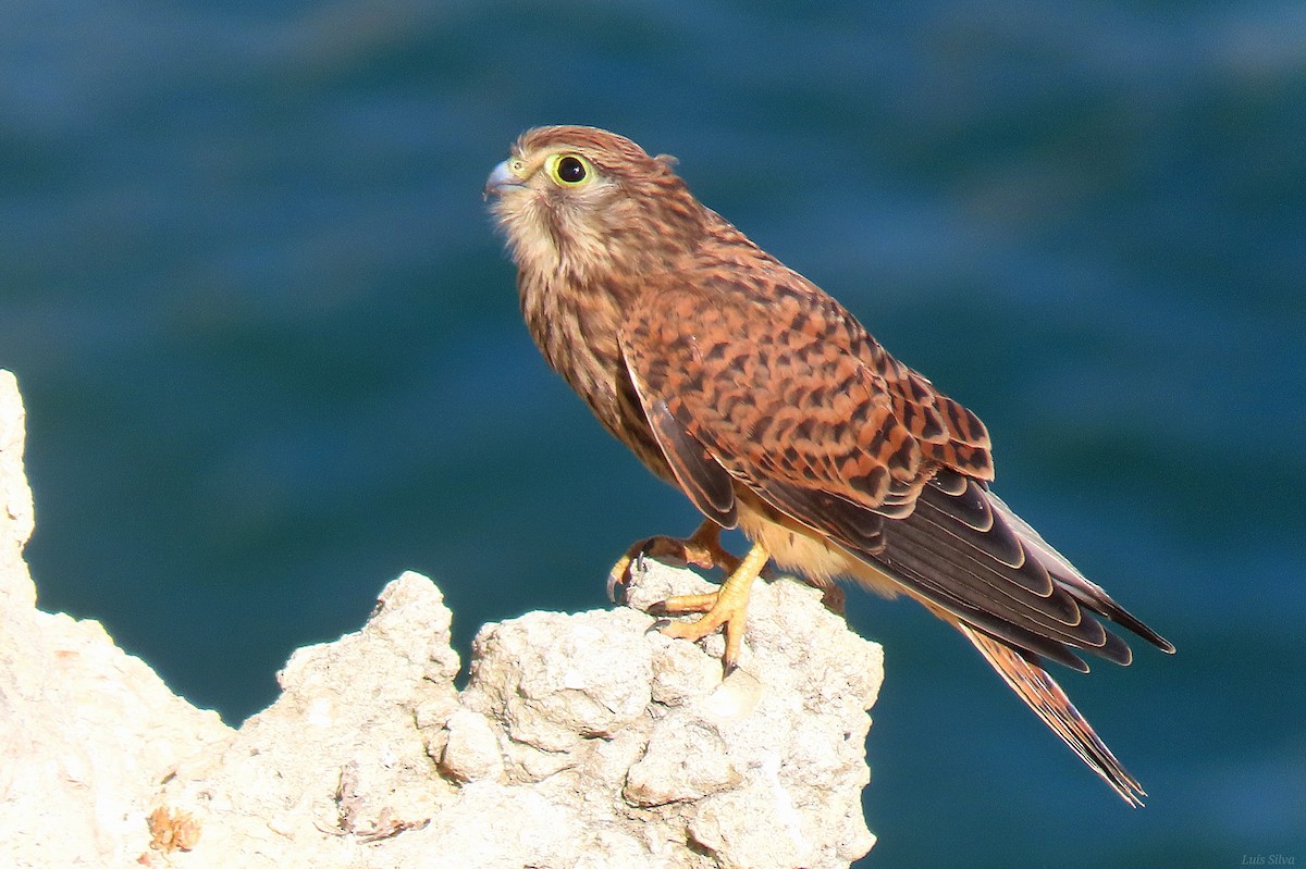 Eurasian Kestrel - ML638869303