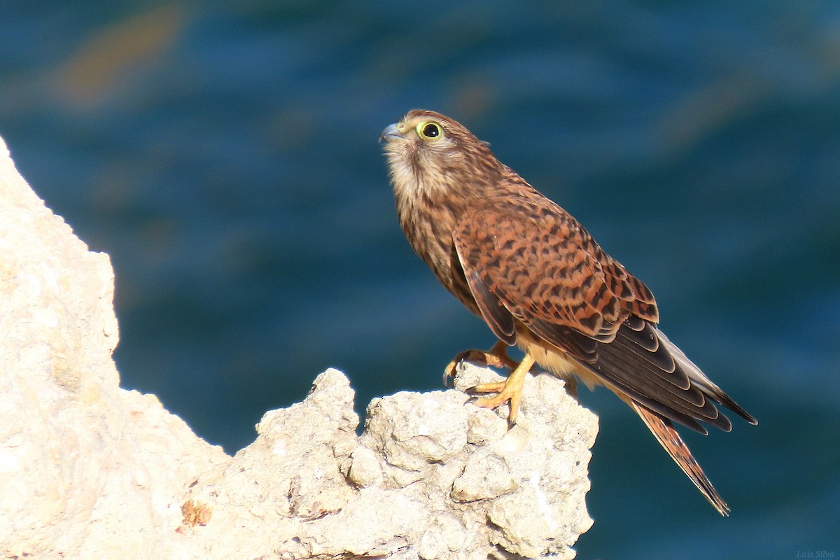Eurasian Kestrel - ML638869305