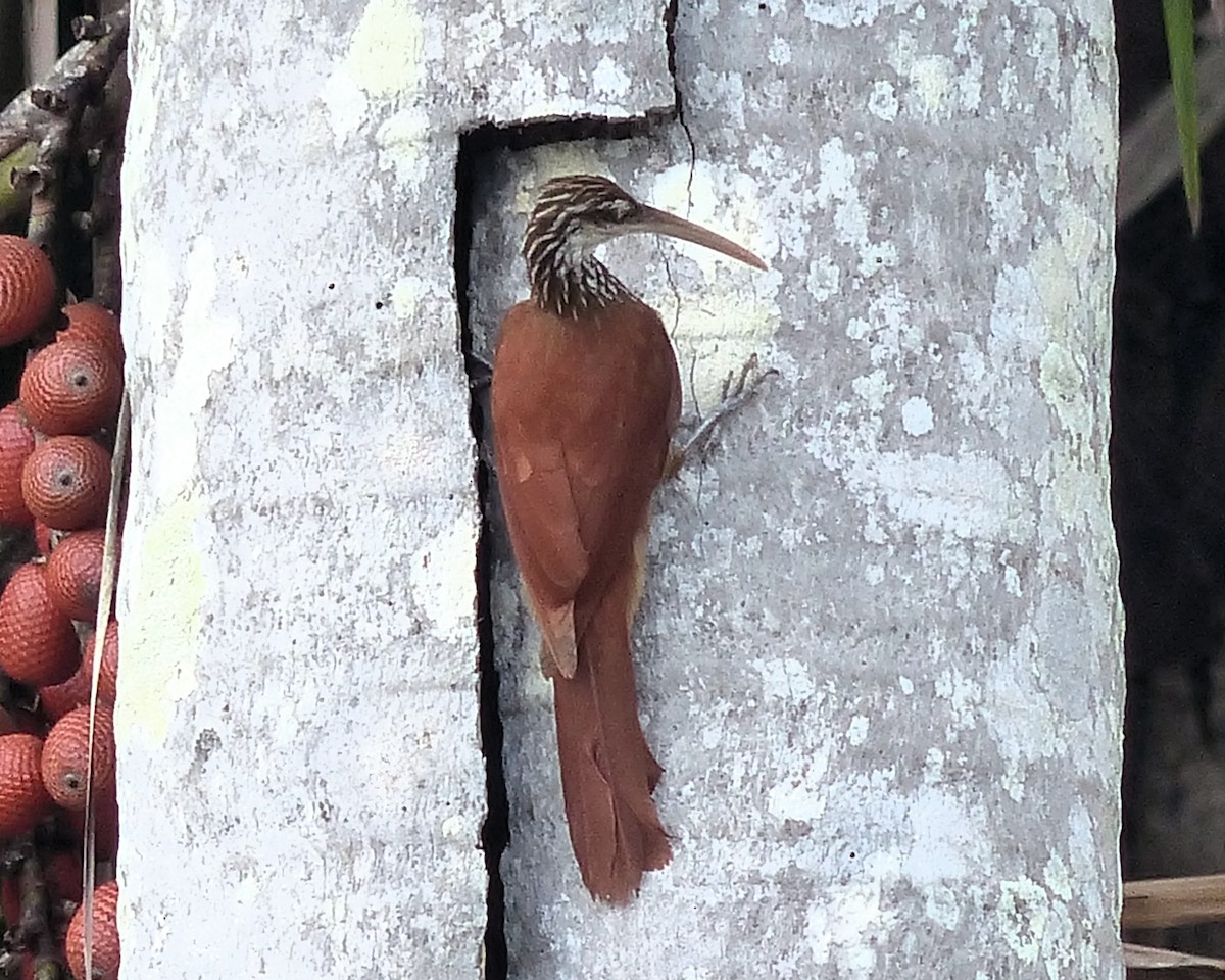 Long-billed Woodcreeper - ML638869357