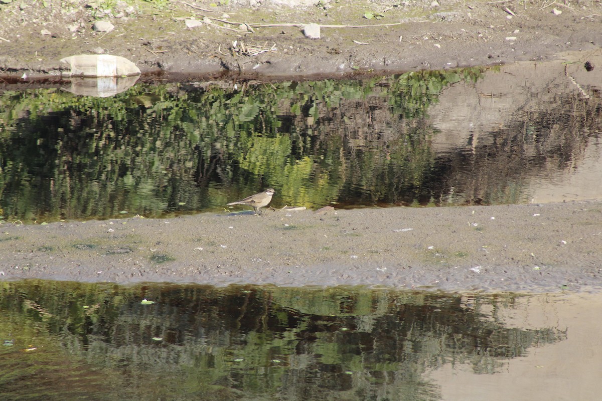 Buff-winged Cinclodes - ML638869360