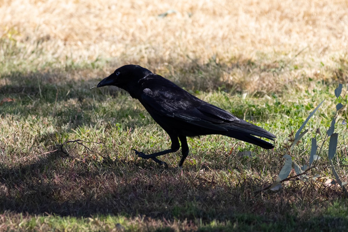 Torresian Crow - ML638869430