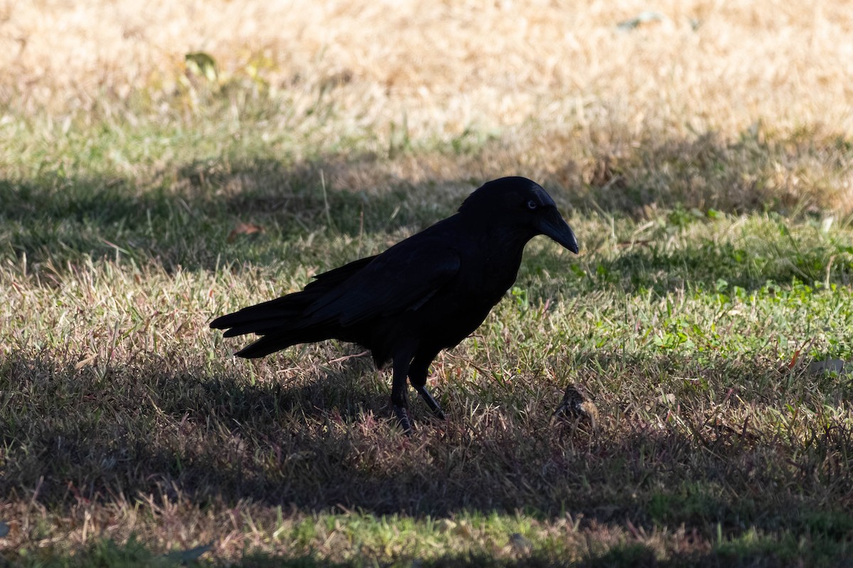 Torresian Crow - ML638869432
