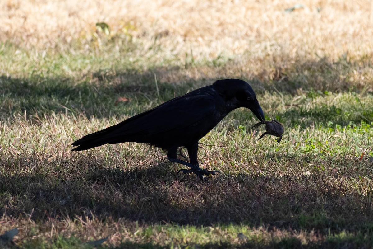 Torresian Crow - ML638869433