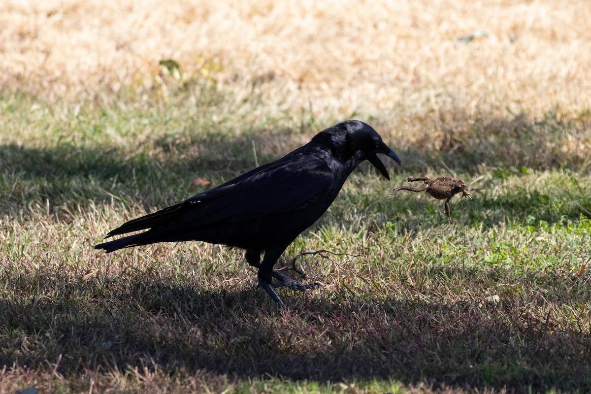 Torresian Crow - ML638869434