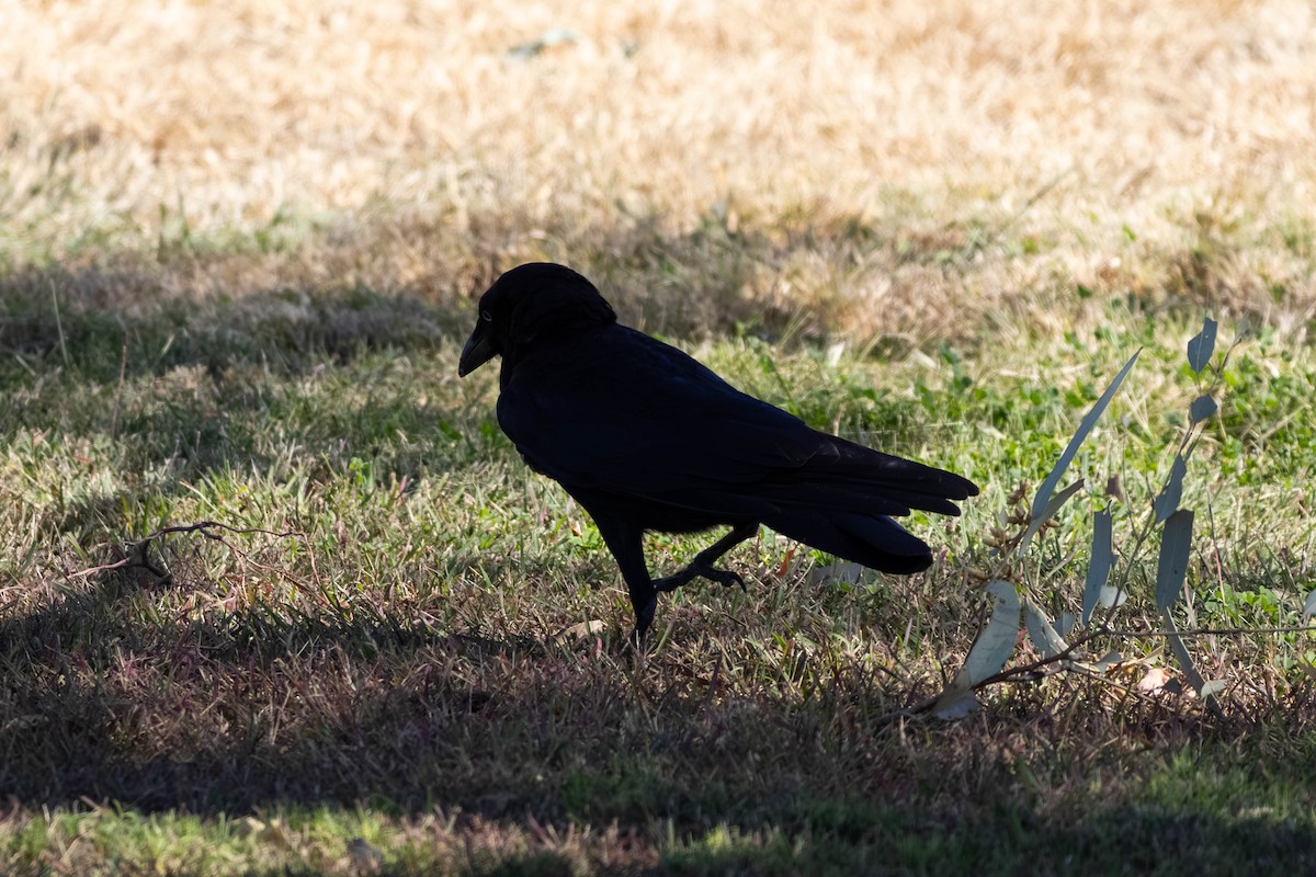 Torresian Crow - ML638869437