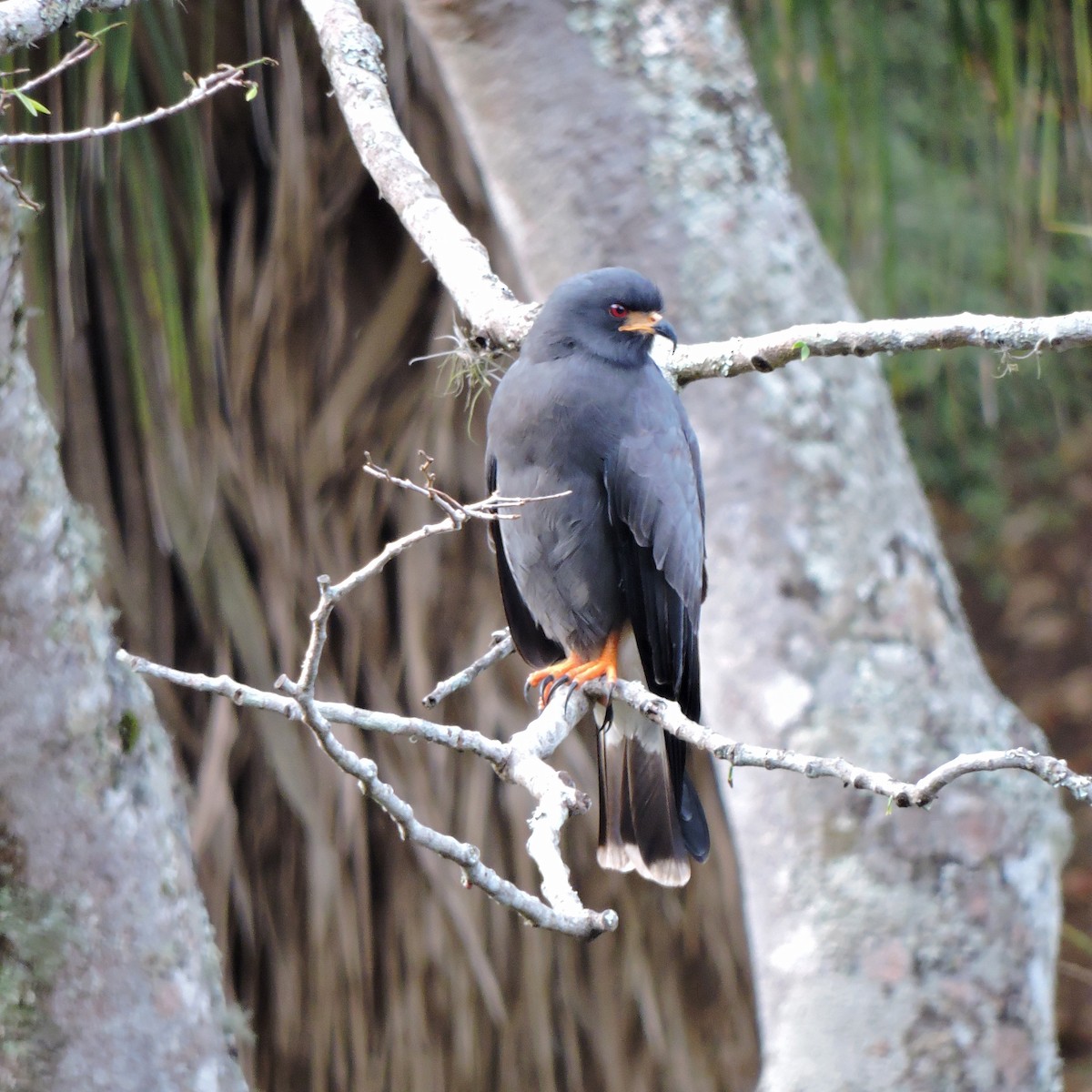Snail Kite - ML638869439