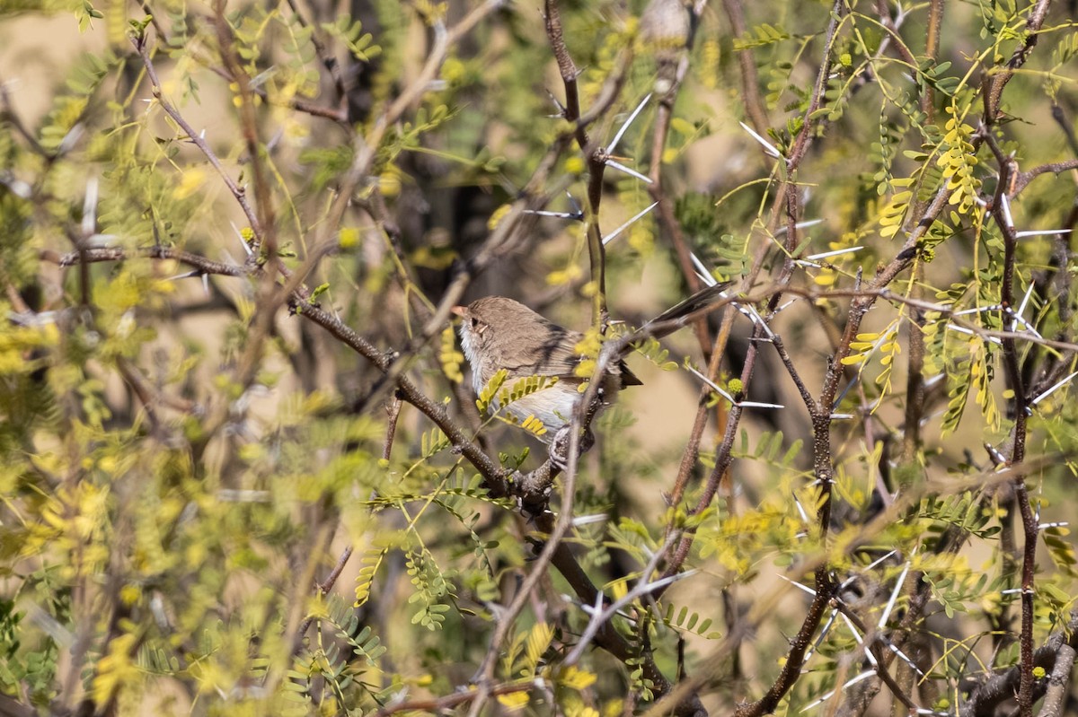 White-winged Fairywren - ML638869445