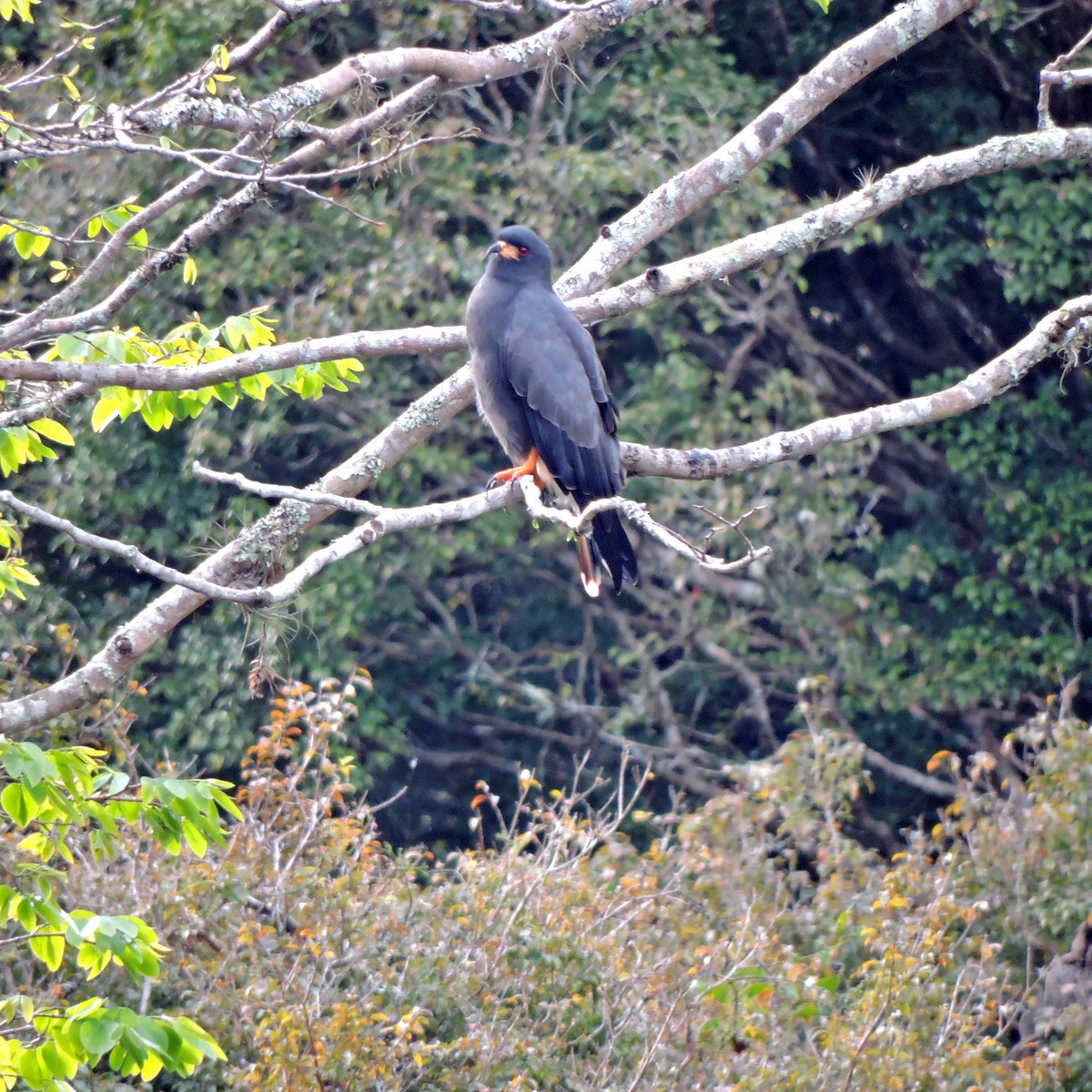 Snail Kite - ML638869451