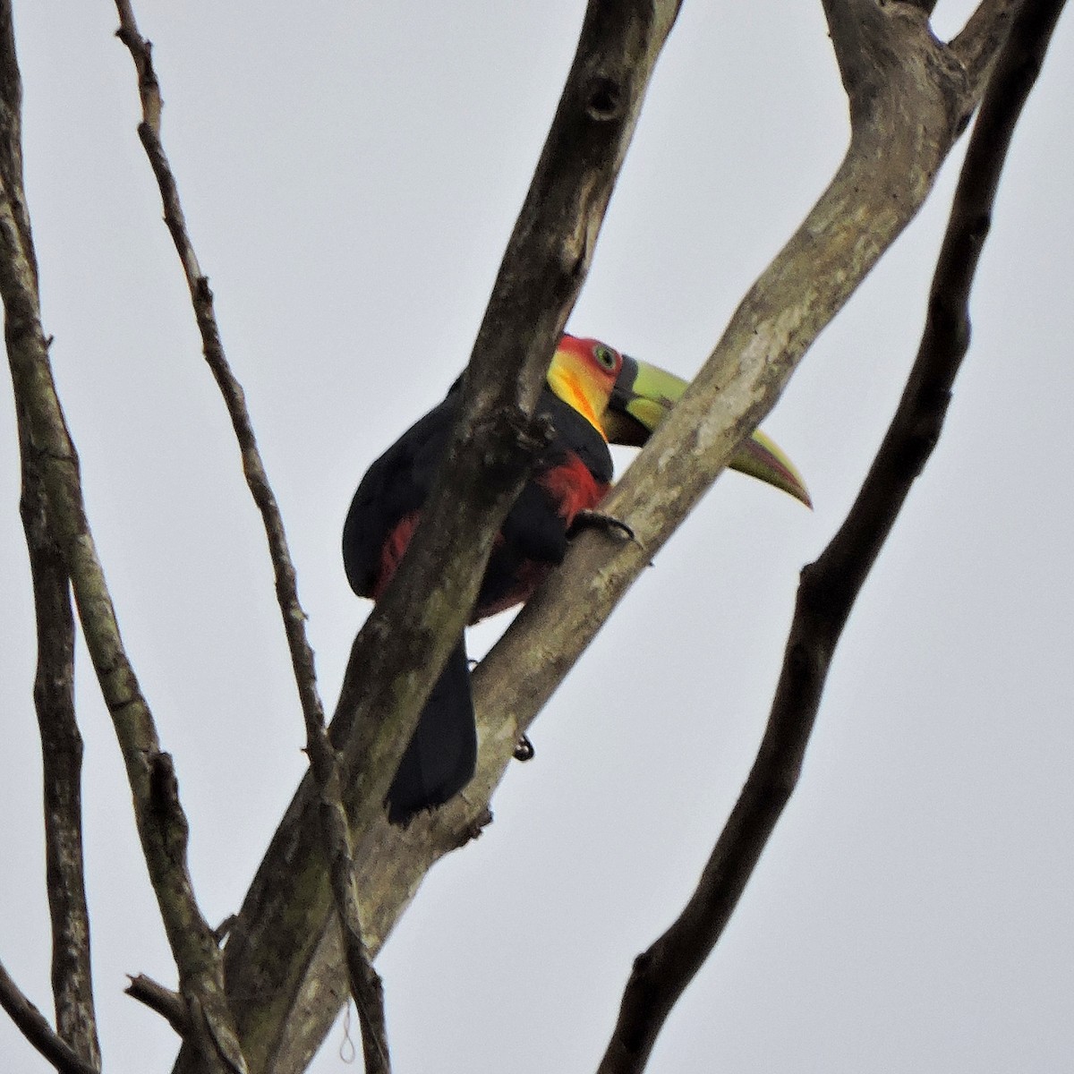 Red-breasted Toucan - ML638869468