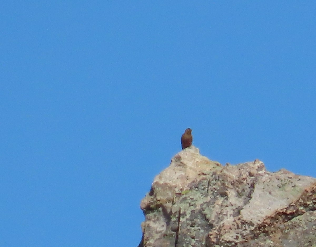 Brown-capped Rosy-Finch - ML638869479