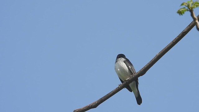 Lesson's Seedeater - ML638869483