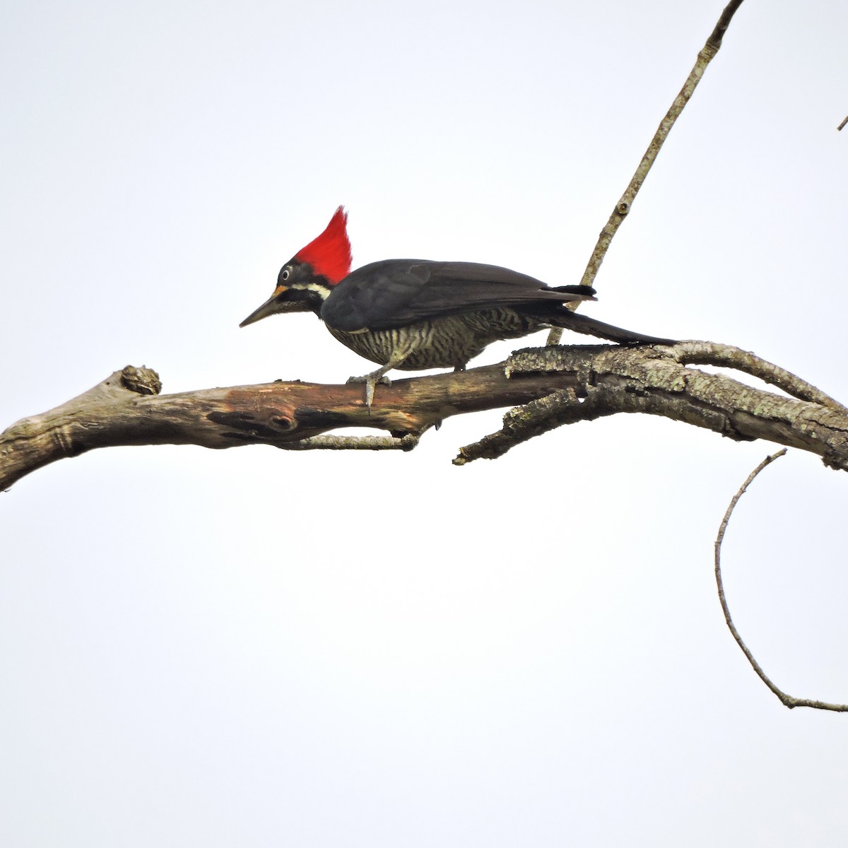 Lineated Woodpecker - ML638869496