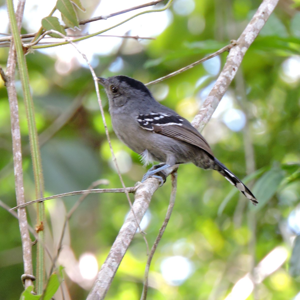 Variable Antshrike - ML638869519