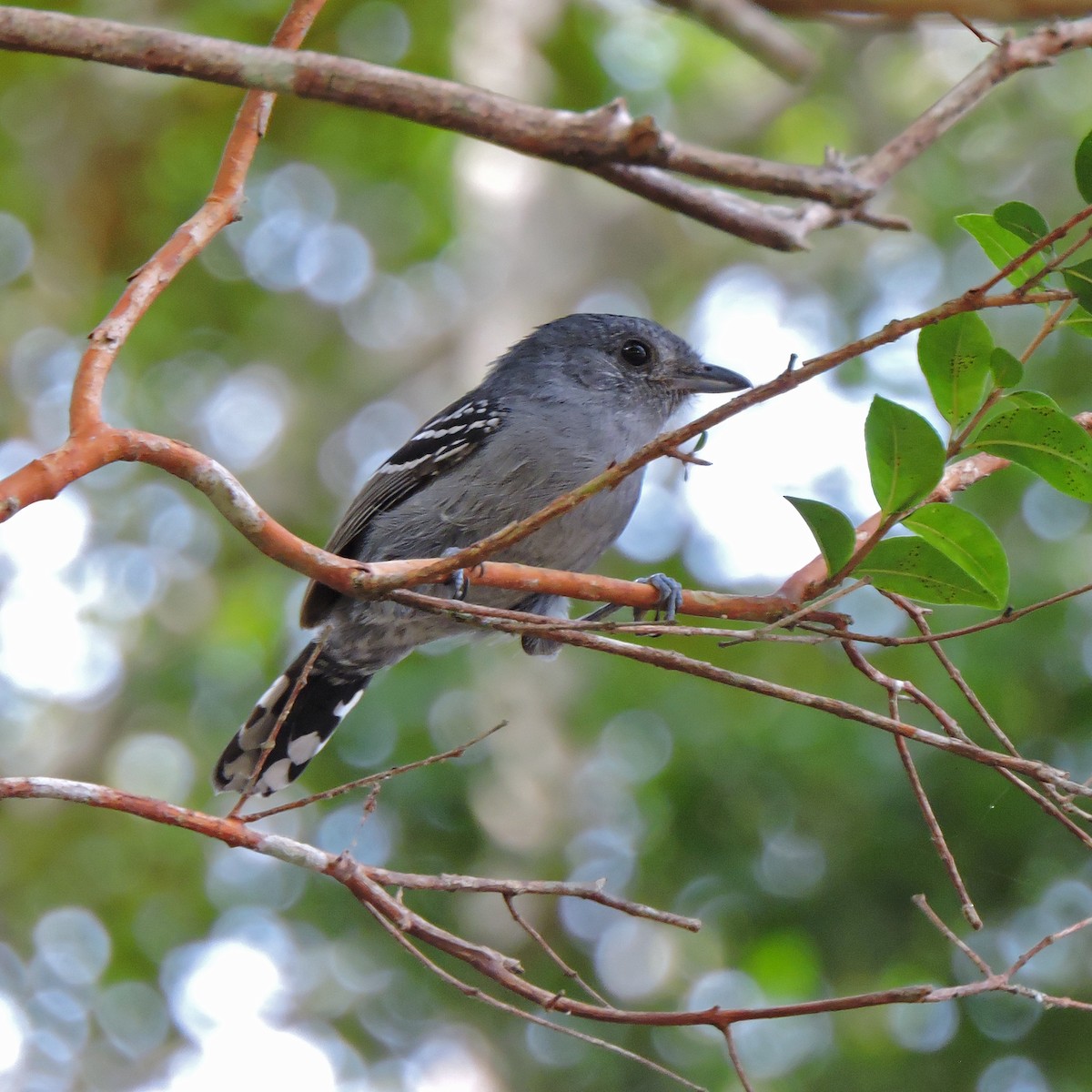 Variable Antshrike - ML638869526